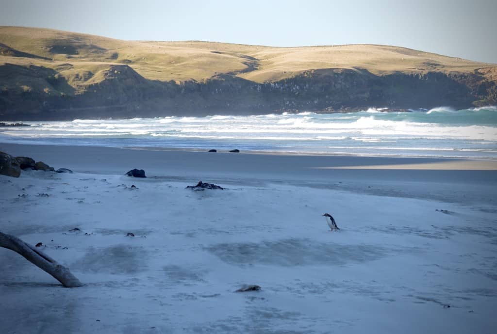 Yellow-Eyed Penguin, Otago Peninsula, Dunedin